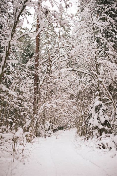 The Mystic Allure of a Winter Wonderland: The Magical Ice Clad Forest